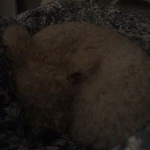 Meet your Posher, Bernardina